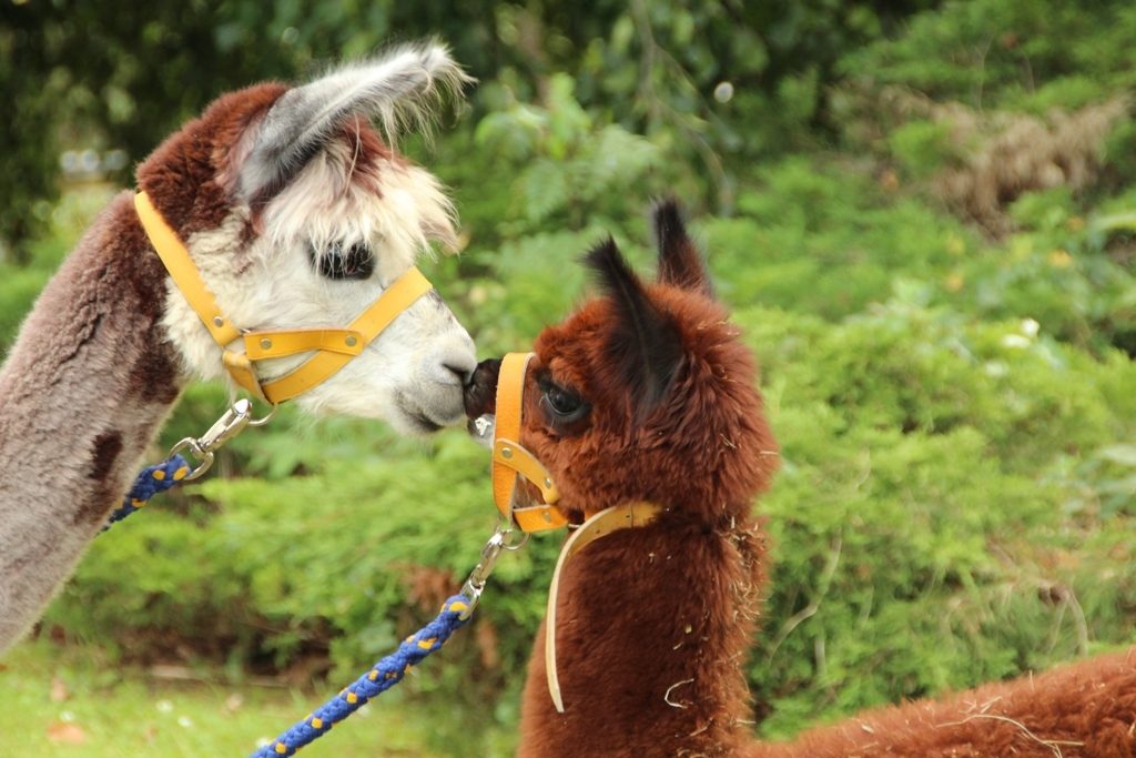 Tierwelt Amerika mitten in Sachsen